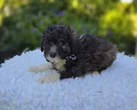Denver, a male Poodle - Miniature  for sale in Romulus, NY – 4 of 4
