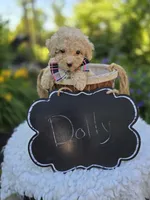 Dolly, a female Poodle - Miniature  for sale in Romulus, NY – 2 of 4