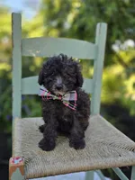 Cathy, a female Poodle - Miniature  for sale in Romulus, NY – 3 of 4