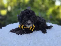 Carter, a male Poodle - Miniature  for sale in Romulus, NY – 3 of 4