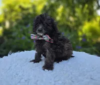 Cathy, a female Poodle - Miniature  for sale in Romulus, NY – 2 of 4