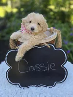 Cassie, a female Poodle - Miniature  for sale in Romulus, NY – 3 of 4
