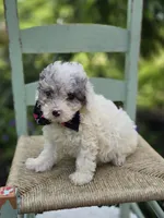Debra, a female Poodle - Miniature  for sale in Romulus, NY – 2 of 4