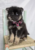 Sam, a male Pomsky for sale in Romulus, NY – Photo 2 of 4
