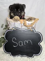 Sam, a male Pomsky for sale in Romulus, NY – Photo 3 of 4