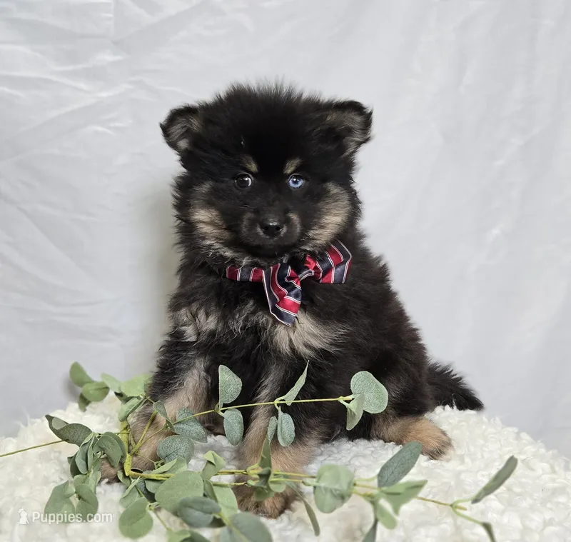 Sam, a male Pomsky for sale in Romulus, NY – Photo 1 of 4