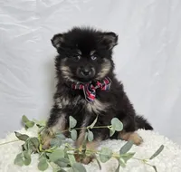 Sam, a male Pomsky for sale in Romulus, NY – Photo 1 of 4