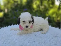 Darcy, a female Poodle - Miniature  for sale in Romulus, NY – 3 of 6