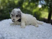 Debra, a female Poodle - Miniature  for sale in Romulus, NY – 4 of 4