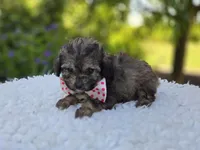 Debbie, a female Poodle - Miniature  for sale in Romulus, NY – 3 of 5