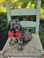 Dan, a male Poodle - Miniature  for sale in Romulus, NY – 5 of 5