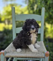 Denver, a male Poodle - Miniature  for sale in Romulus, NY – 3 of 4