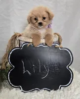 processed/18c0db96-3006-45c9-94ca-9f366f1bc47c/listing/f3a82835-60fa-4d18-90ca-5a364aa202a2/b9dc51a1-2a04-4a68-bd47-7254f20e75c3