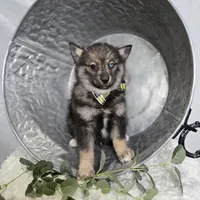 Steward, a male Pomsky for sale in Romulus, NY – Photo 5 of 5