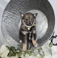 Steward, a male Pomsky for sale in Romulus, NY – Photo 5 of 5