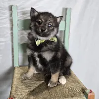 Steward, a male Pomsky for sale in Romulus, NY – Photo 3 of 5