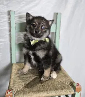 Steward, a male Pomsky for sale in Romulus, NY – Photo 3 of 5