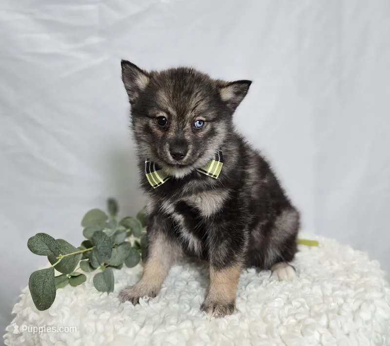 Steward, a male Pomsky for sale in Romulus, NY – Photo 1 of 5