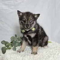 Steward, a male Pomsky for sale in Romulus, NY – Photo 1 of 5