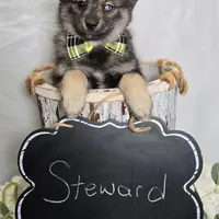 Steward, a male Pomsky for sale in Romulus, NY – Photo 4 of 5