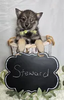 Steward, a male Pomsky for sale in Romulus, NY – Photo 4 of 5