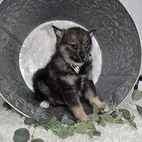 Steward, a male Pomsky for sale in Romulus, NY – Photo 2 of 5