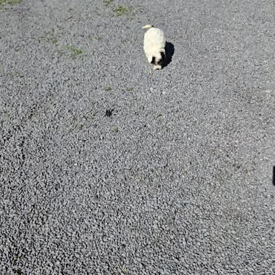 Cutie, a female Poodle - Miniature  for sale in Romulus, NY – 5 of 5