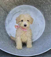 Cassie, a female Poodle - Miniature  for sale in Romulus, NY – 2 of 4