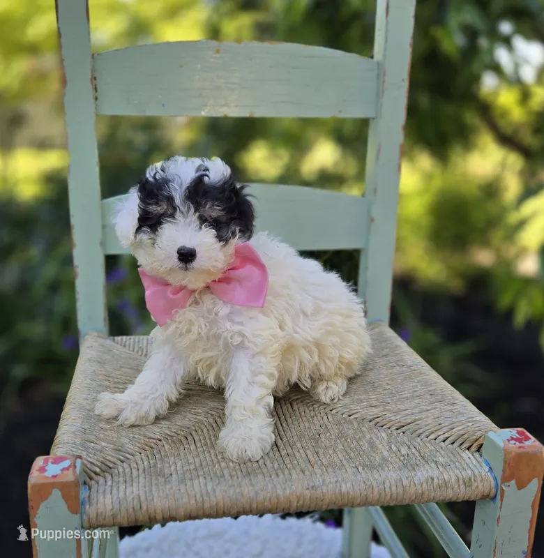 Cutie – Poodle - Miniature  puppy for sale in Romulus, NY