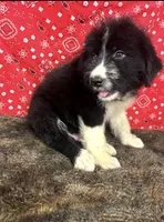 Bruno, a male Bernese Mountain Dog and Great Pyrenees for sale in Longton, KS – 2 of 3