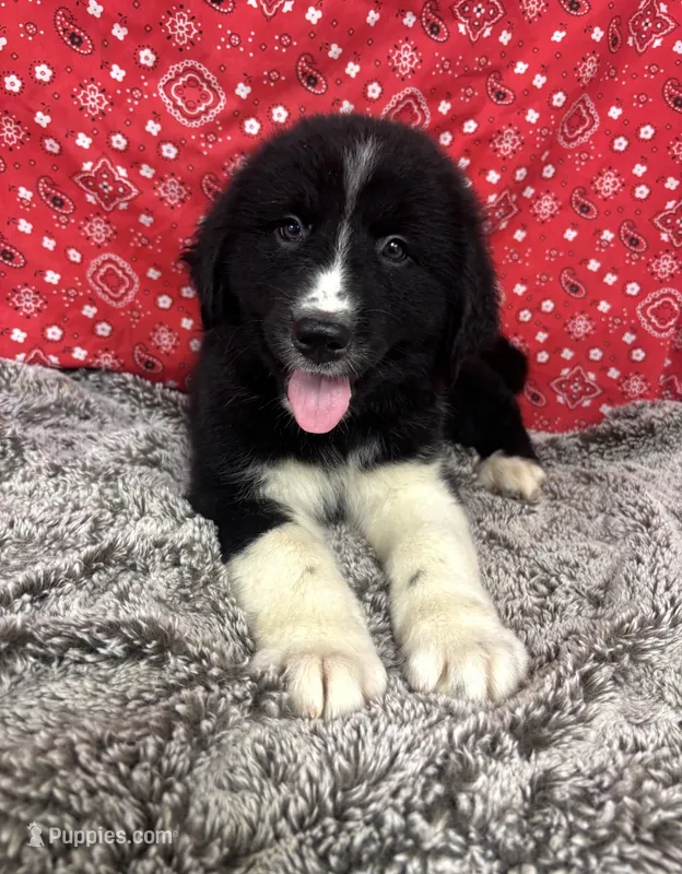 Jill – Bernese Mountain Dog, Great Pyrenees puppy for sale in Longton, KS