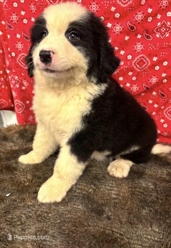 Jill – Bernese Mountain Dog puppy for sale in Longton, KS