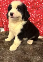 Jill, a female Bernese Mountain Dog for sale in Longton, KS – 1 of 3