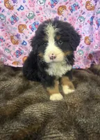 processed/18c611cc-403a-4a01-9b1e-5907549f98ab/listing/19ec1650-458b-4a65-a6de-774633115e16/5af4fc7d-7819-4ae5-9b0f-306bdbea3320