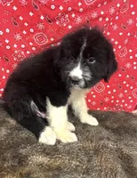 Bruno, a male Bernese Mountain Dog and Great Pyrenees for sale in Longton, KS – 3 of 3