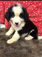Jill, a female Bernese Mountain Dog for sale in Longton, KS – 2 of 3