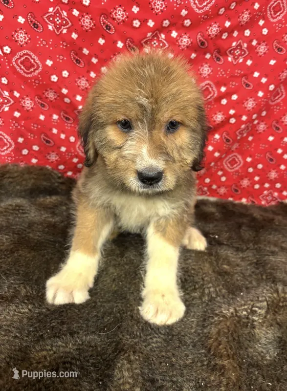 Jane – Bernese Mountain Dog, Great Pyrenees puppy for sale in Longton, KS