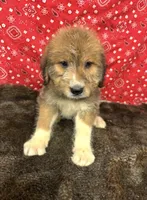 Jane, a female Bernese Mountain Dog and Great Pyrenees for sale in Longton, KS – 1 of 2