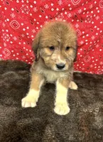 Jane, a female Bernese Mountain Dog and Great Pyrenees for sale in Longton, KS – 2 of 2