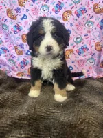 processed/18c611cc-403a-4a01-9b1e-5907549f98ab/listing/9c429c8f-2382-44fd-9bdc-05322e91e86d/231b5707-821e-48ba-827e-a9214c992412