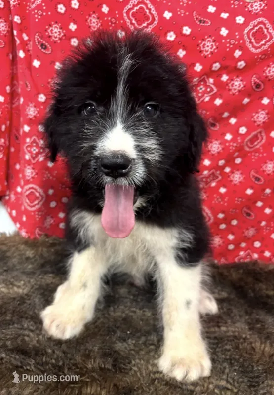 Bruno – Bernese Mountain Dog, Great Pyrenees puppy for sale in Longton, KS