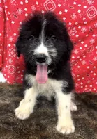Bruno, a male Bernese Mountain Dog and Great Pyrenees for sale in Longton, KS – 1 of 3