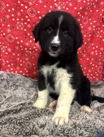 Jill, a female Bernese Mountain Dog and Great Pyrenees for sale in Longton, KS – 2 of 2