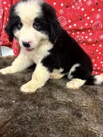 Jill, a female Bernese Mountain Dog for sale in Longton, KS – 3 of 3