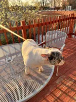 Bella, a female French Bulldog for sale in Philadelphia, PA – Photo 2 of 3