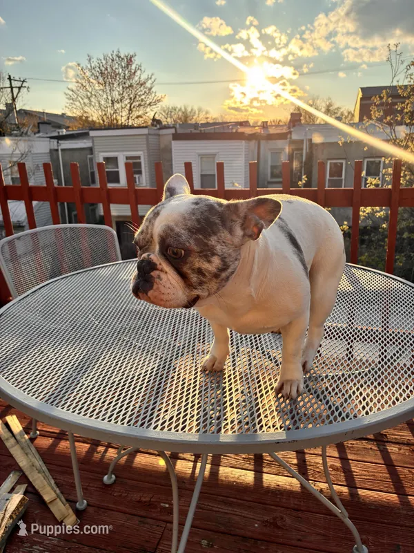 Bella – French Bulldog puppy for sale in Philadelphia, PA