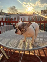 Bella, a female French Bulldog for sale in Philadelphia, PA – Photo 1 of 3