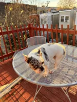 Bella, a female French Bulldog for sale in Philadelphia, PA – Photo 3 of 3