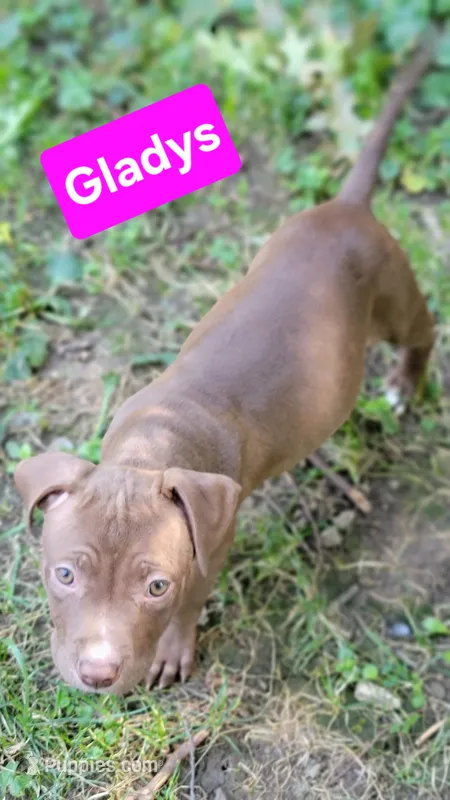 Galdys – American Pit Bull Terrier puppy for sale in Fort Wayne, IN
