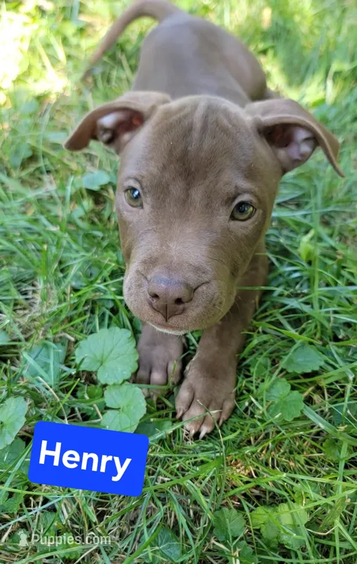 Henry – American Pit Bull Terrier puppy for sale in Fort Wayne, IN